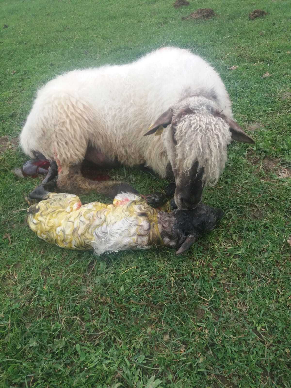 Adoption of unwanted lambs
