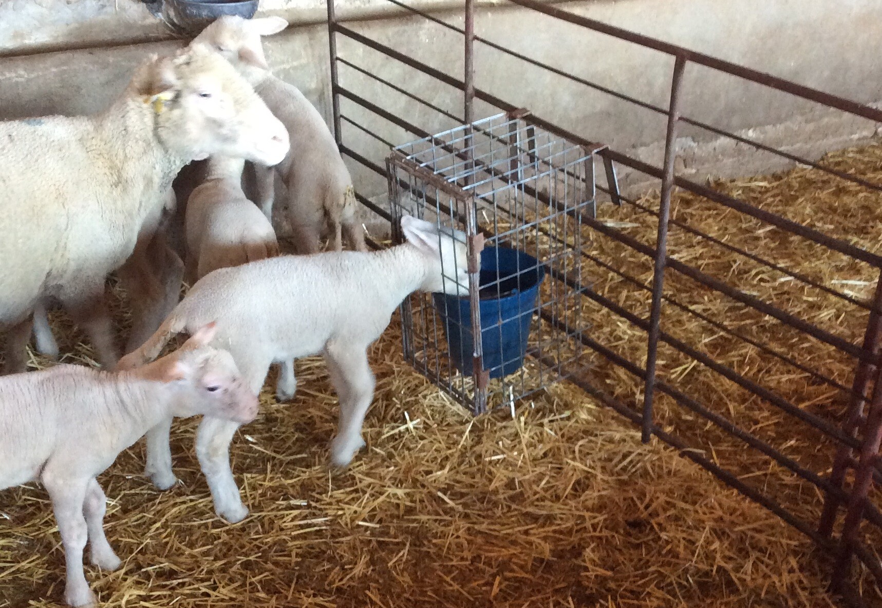 Cage to provide water lo lambs