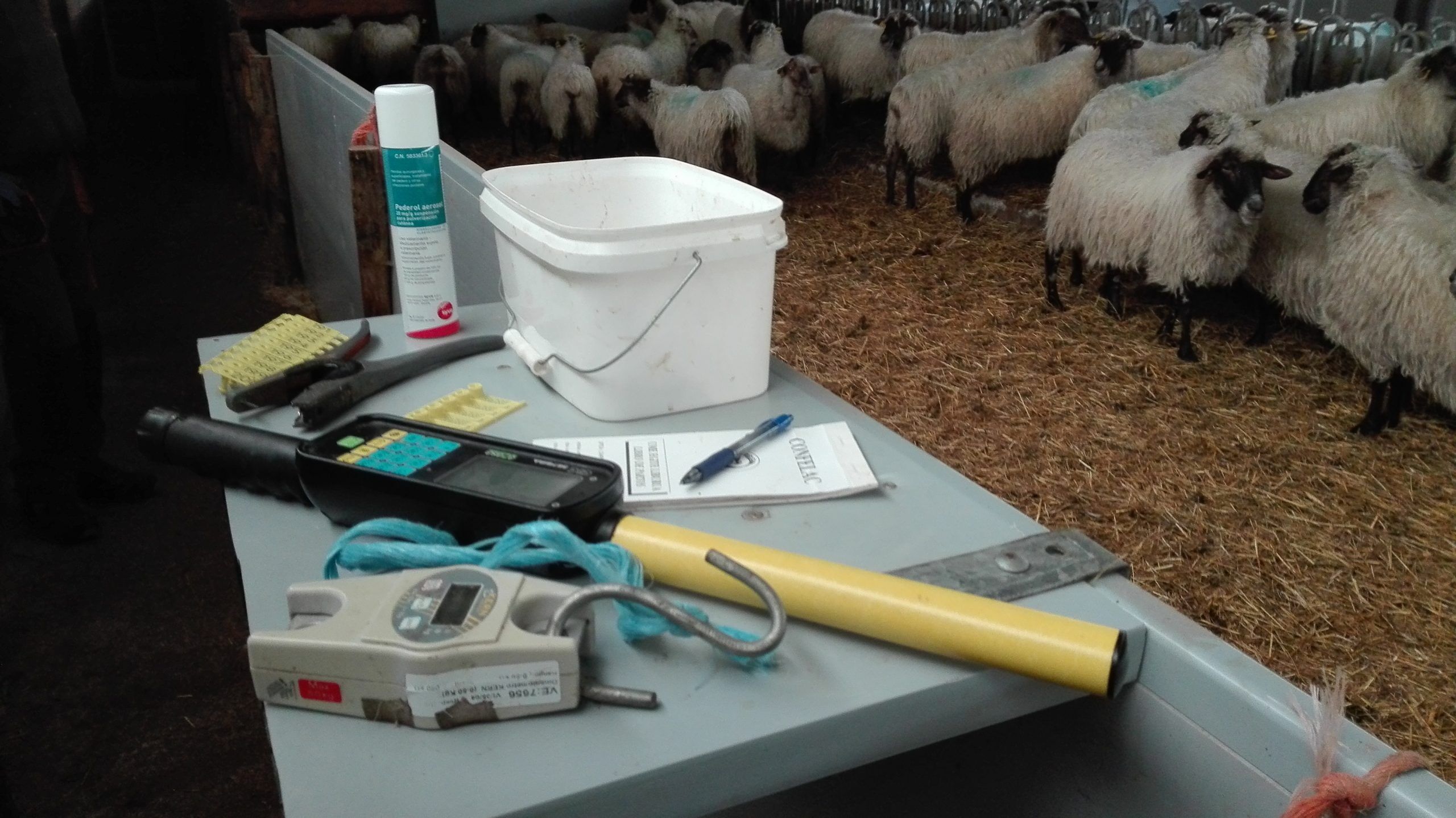 Portable tray with material to manage newborn lambs