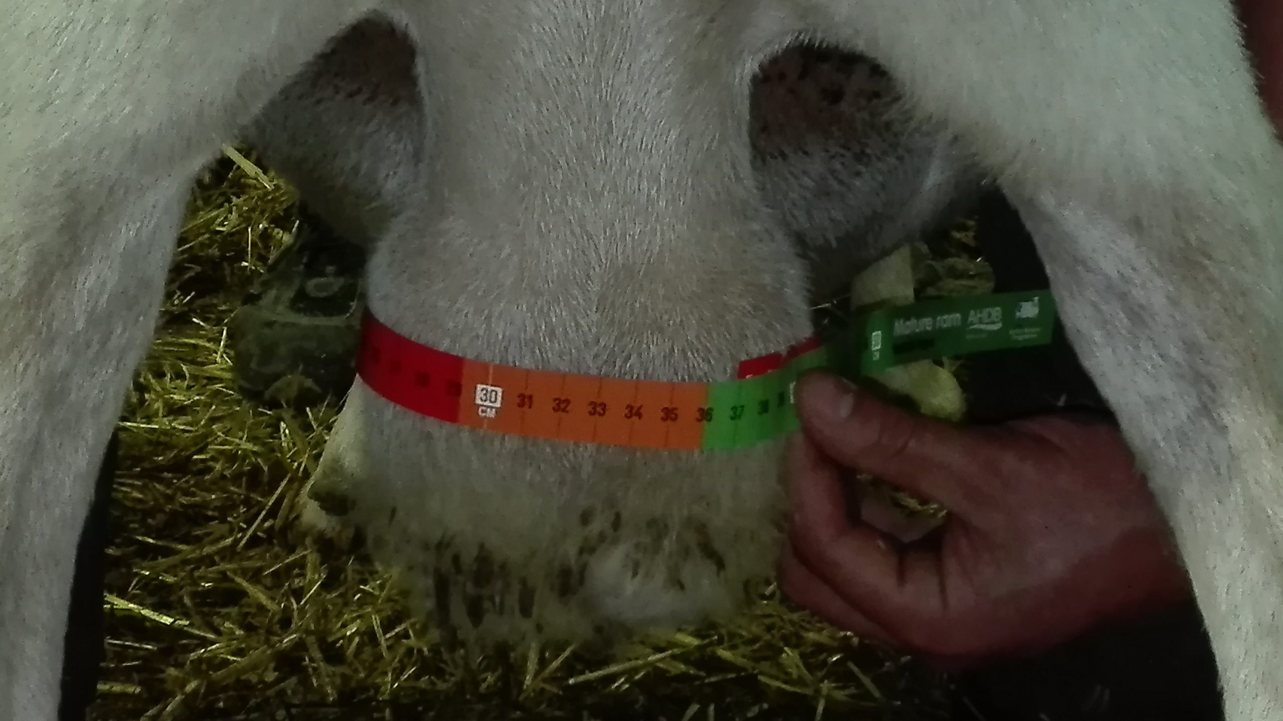 Measurint tape to assess the testicular perimeter of rams