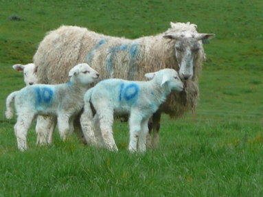 ewe with twins