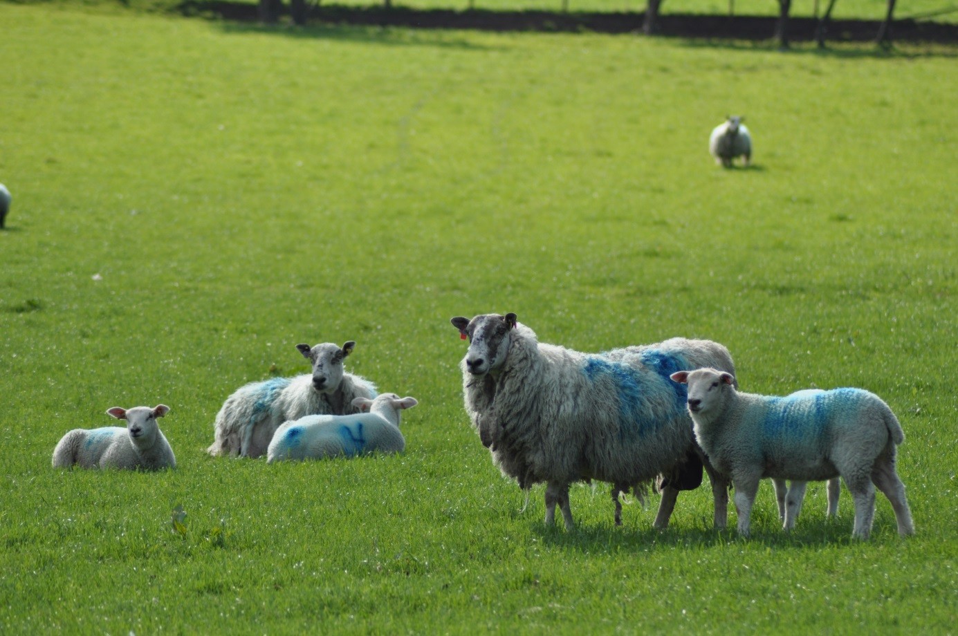 ewes with lambs
