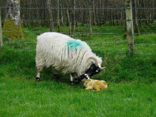 Blackface ewe with newborn