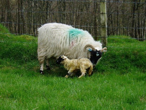Blackface ewe with newborn standing