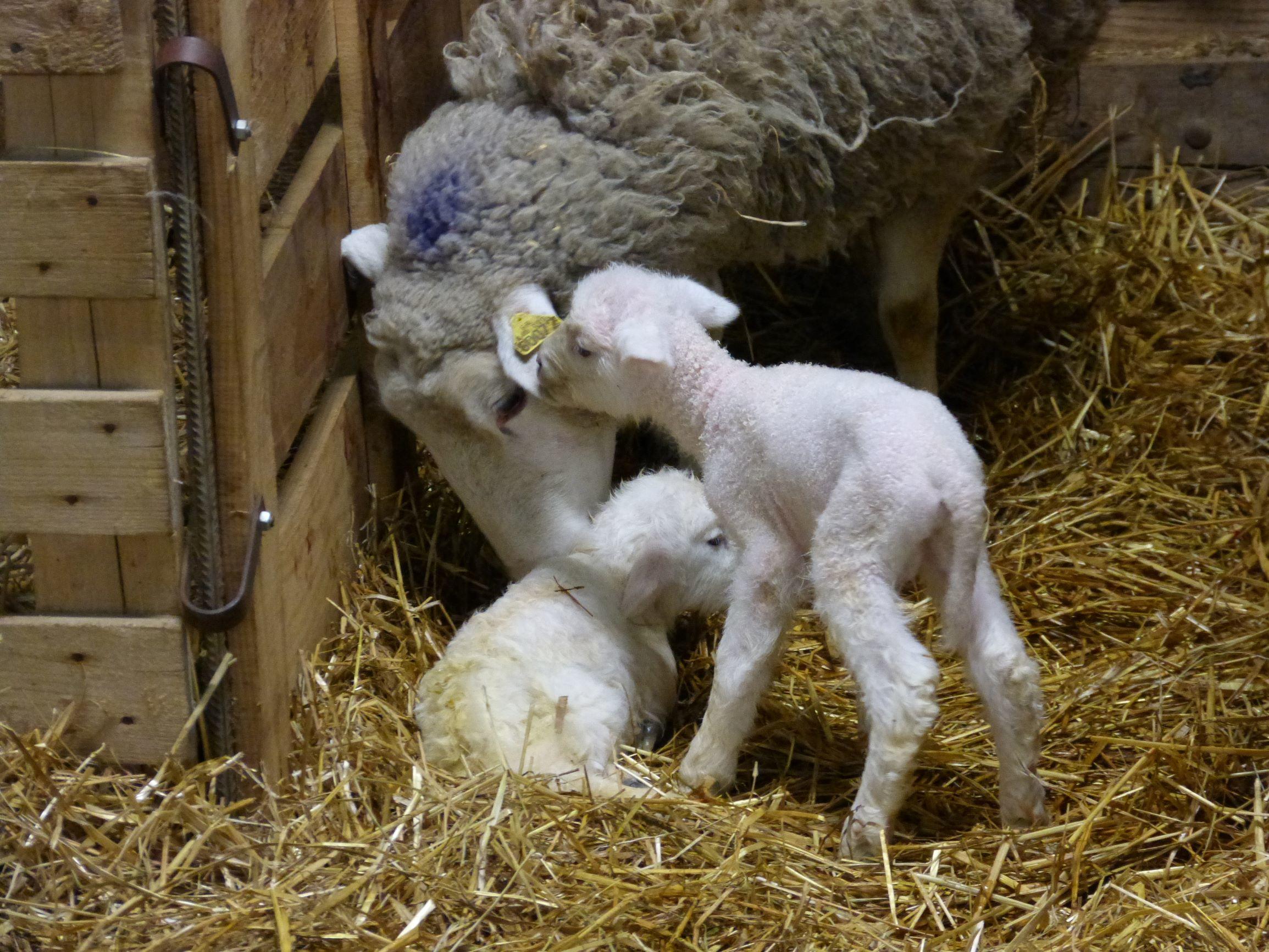 L'attachement mère-agneaux est primordial