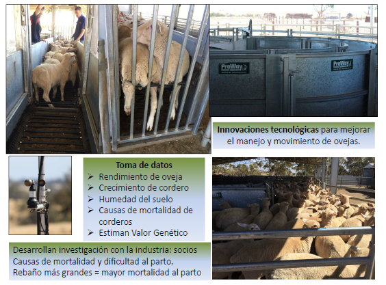 Producción de ovino en Australia 2