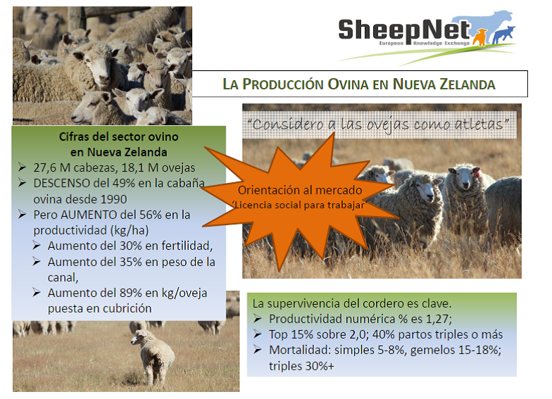 Producción de ovino en Nueva Zelanda 1