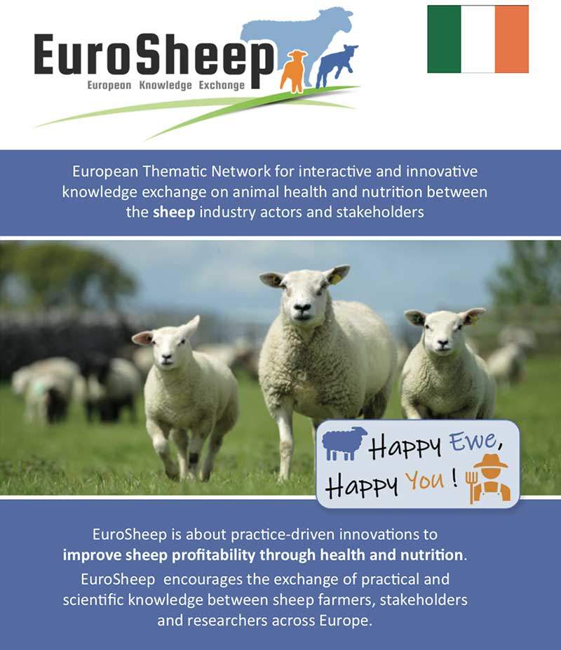 Volantino della rete Eurosheep - irlandese