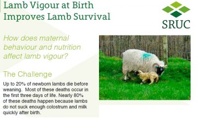 Il vigore degli agnelli alla nascita ne migliora il tasso di sopravvivenza