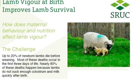 Il vigore degli agnelli alla nascita ne migliora il tasso di sopravvivenza