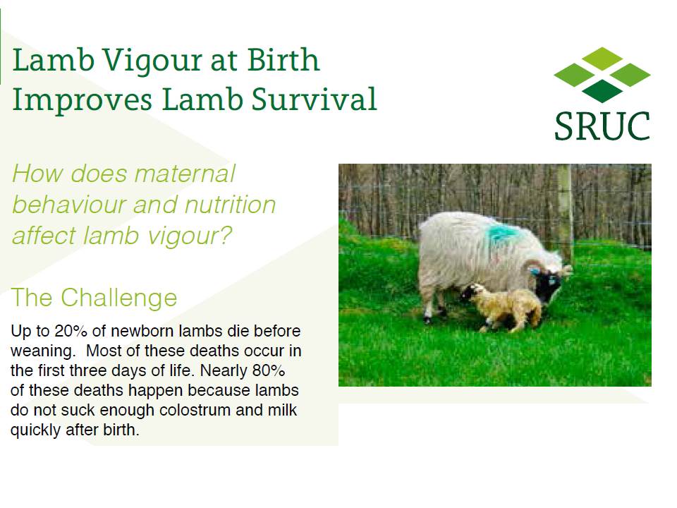 El vigor de los corderos al nacimiento mejora su supervivencia