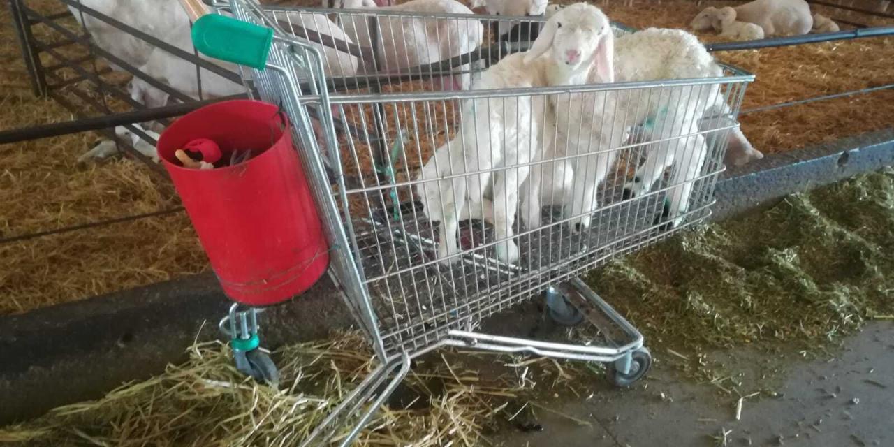 Carro para transportar corderos a la sala de lactancia