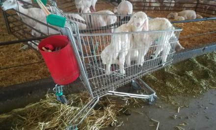 Un caddie pour transporter les agneaux au bâtiment d’allaitement