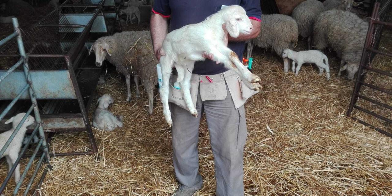 Cintura multi-uso per accudire gli agnelli appena nati