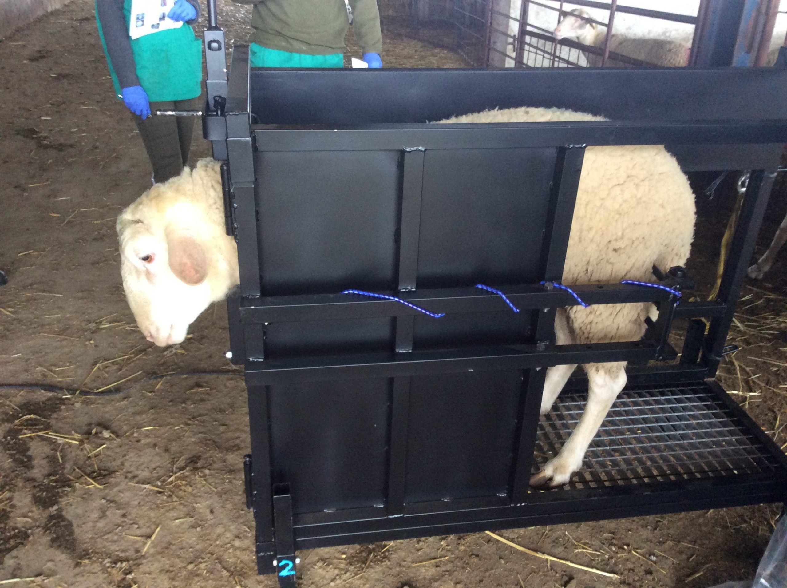 A drawer to enter the ram and collect a semen sample