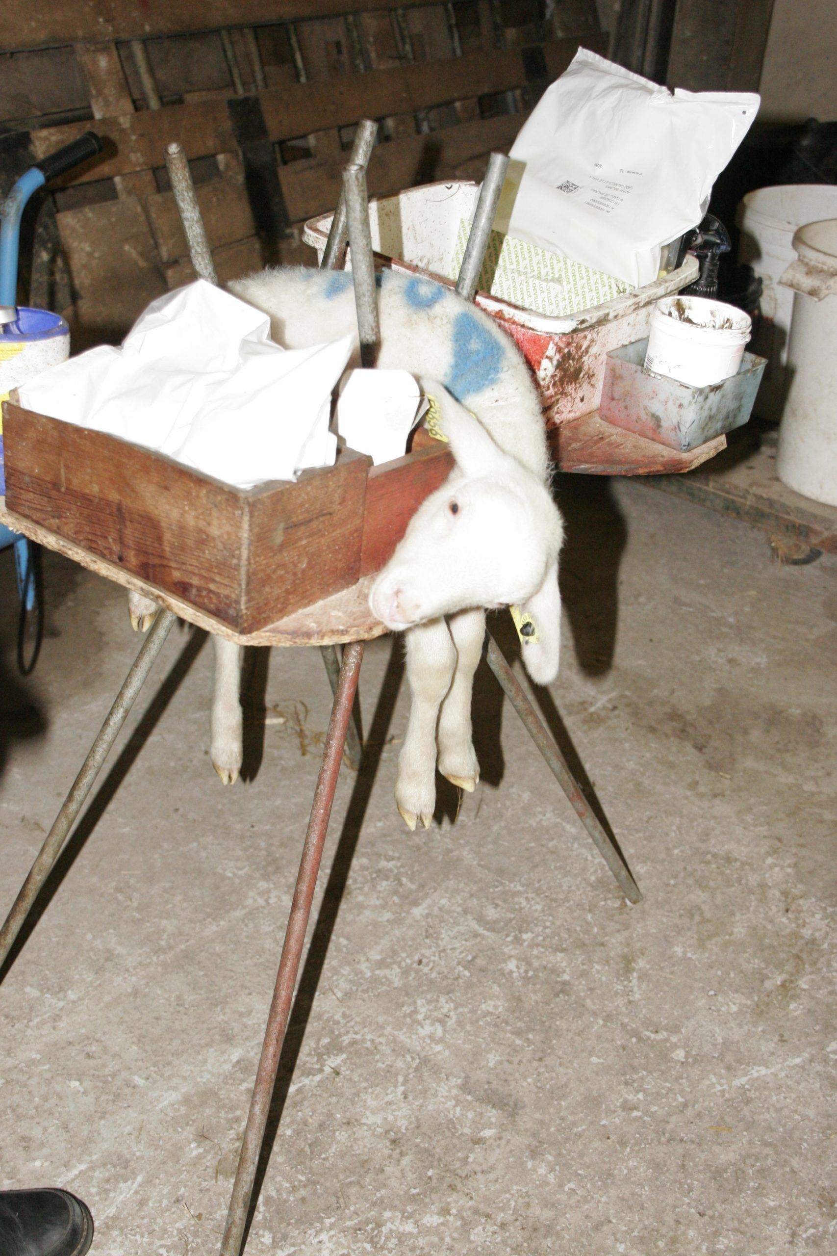 Tripod to manage newborn lambs