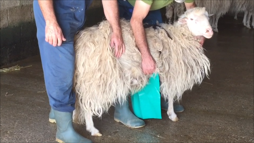 Anti-mating apron for rams