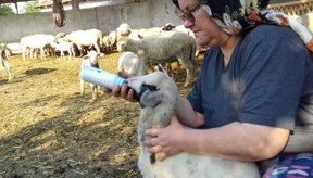 Strumento per l’alimentazione degli agnelli orfani