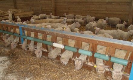 A barrier to prevent lambs from jumping in the trough