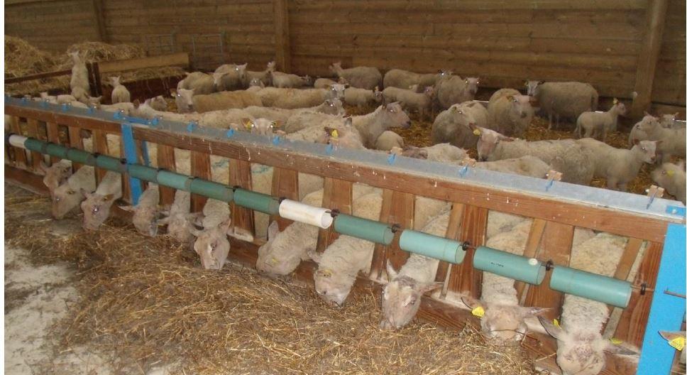 A barrier to prevent lambs from jumping in the trough