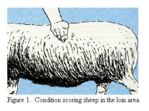 Evaluación de la condición corporal en ovejas