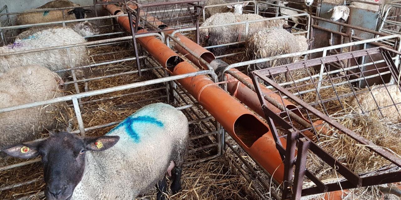 Water supply to multiple lambing pens