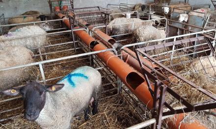 Water supply to multiple lambing pens