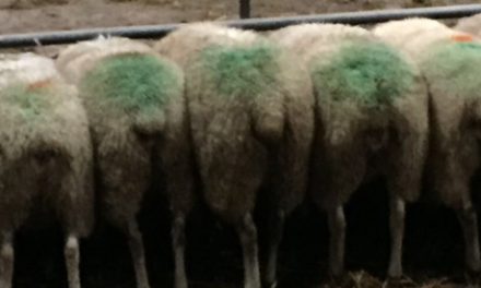 Alimentación de las ovejas para lograr un peso óptimo de los corderos al nacimiento