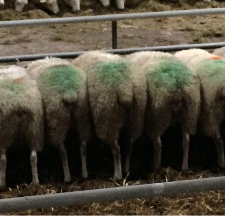Alimentazione della pecora per ottimizzare il peso degli agnelli alla nascita