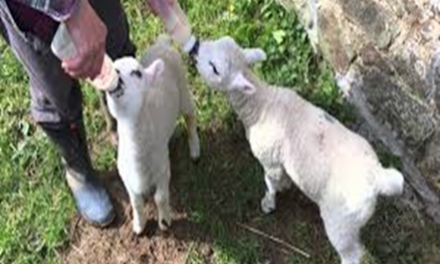 Artificially rearing lambs