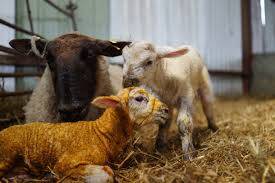 Protocolo de adopción de corderos húmedos