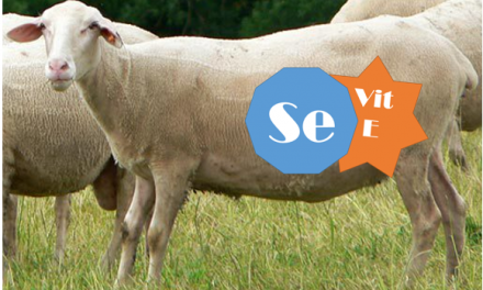 Effect of selenium cure on lambing easyness