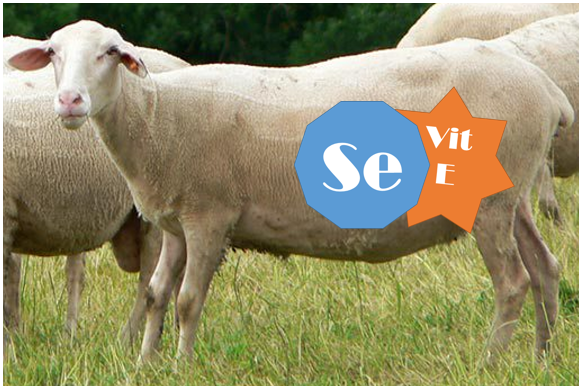 Effect of selenium cure on lambing easyness