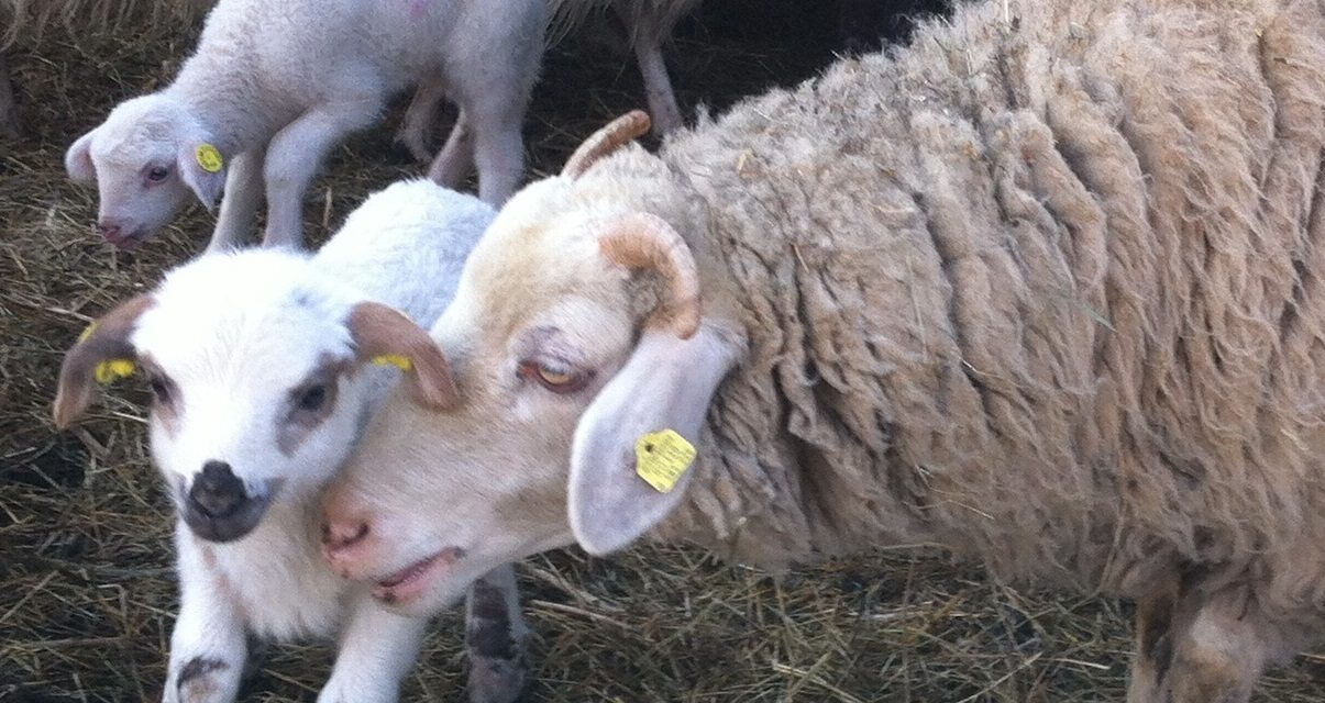 Selecting ewes for temperament