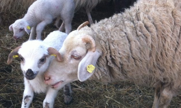 Selezione delle pecore per il temperamento