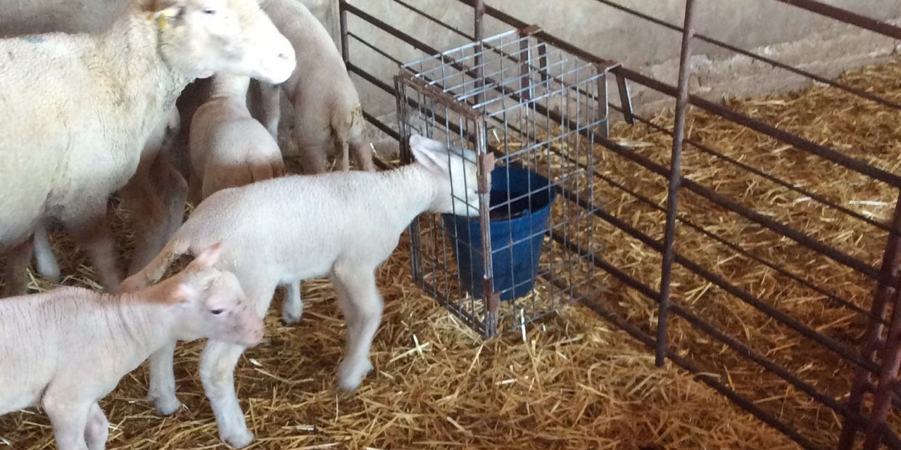 Cage to provide water to lambs