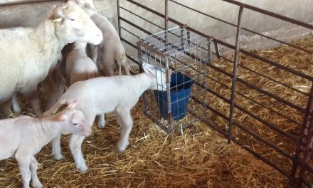 Cage to provide water to lambs