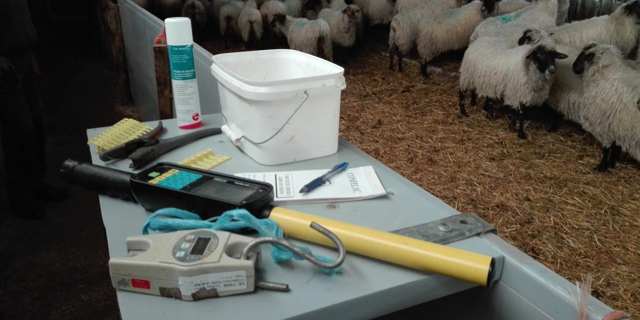 Plateau portable avec le matériel nécessaire à l’agnelage
