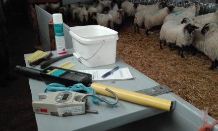 Plateau portable avec le matériel nécessaire à l’agnelage