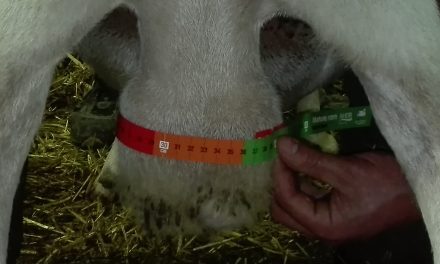 Measuring tape to assess the testicular perimeter of rams