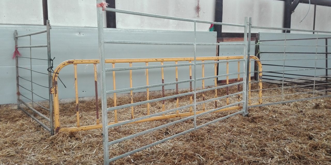 Barrier to restrict the access of the lambs to their mothers
