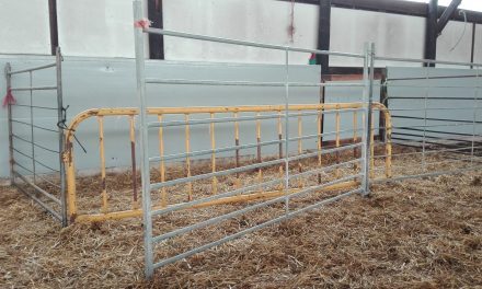 Barrier to restrict the access of the lambs to their mothers