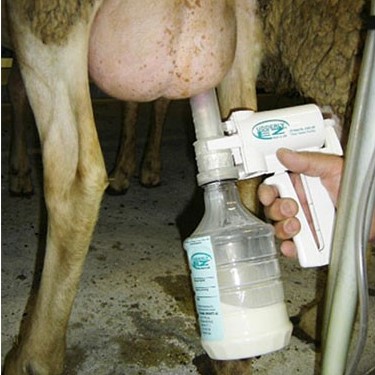 Use of a manual pump to collect colostrum