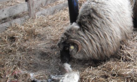 Using salt for ewe-lamb bonding