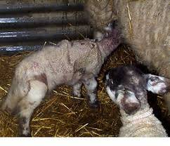 Pelle di agnello per orfani