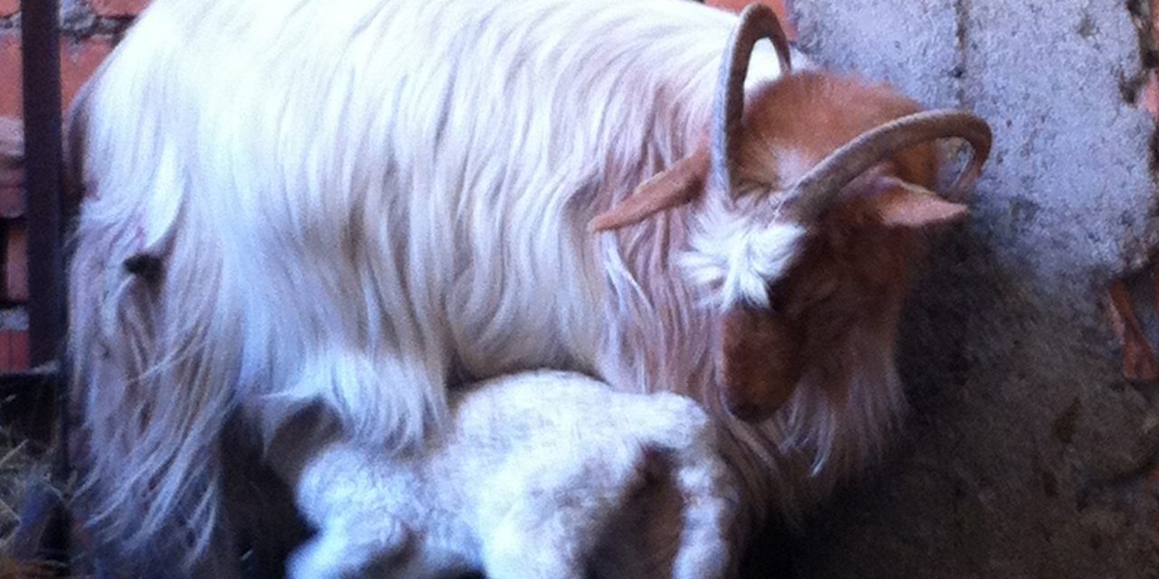 Surrogate goats