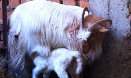 Cabra como madre adoptiva