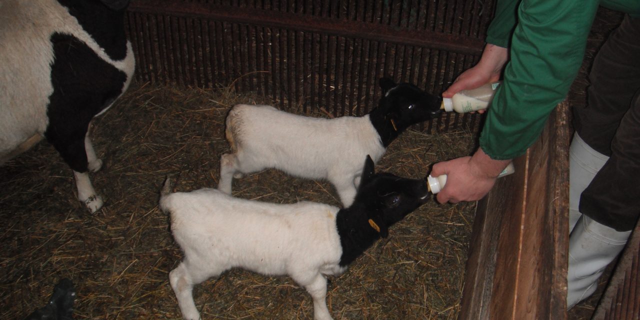 Foster ewe in the orphan lambs pen