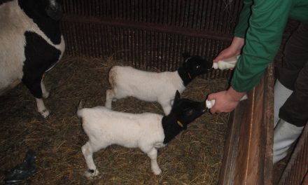 Oveja acompañante en cubículos de corderos huérfanos