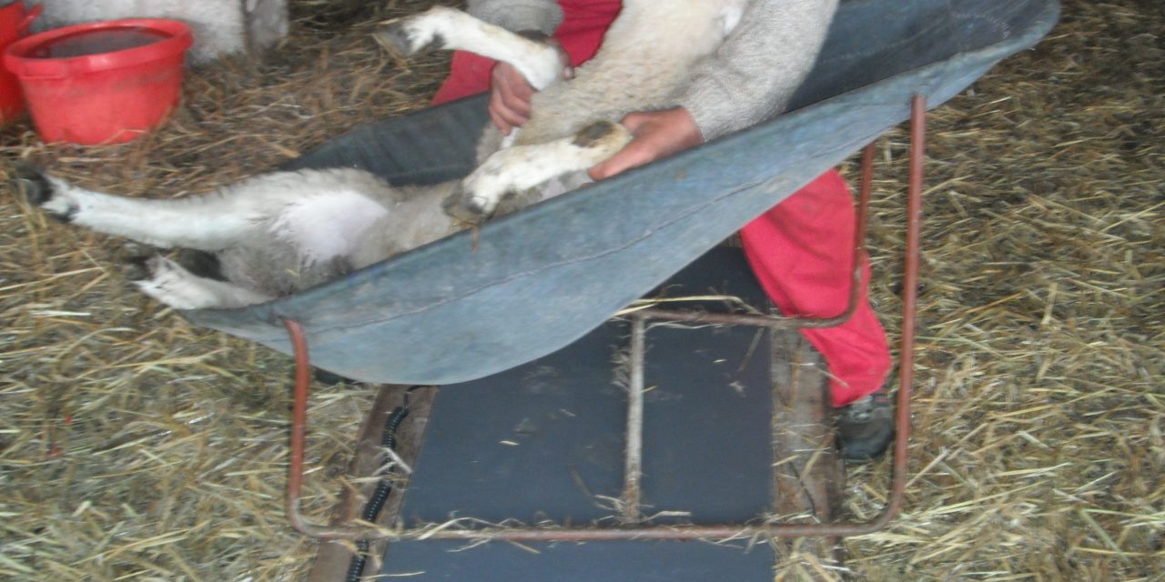 Sledge for weighing and hoof treatment